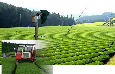 朝霧|茶畑は標高400メートルの場所にあります