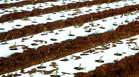 土作り|上質の肥料を使って土の環境を整えます